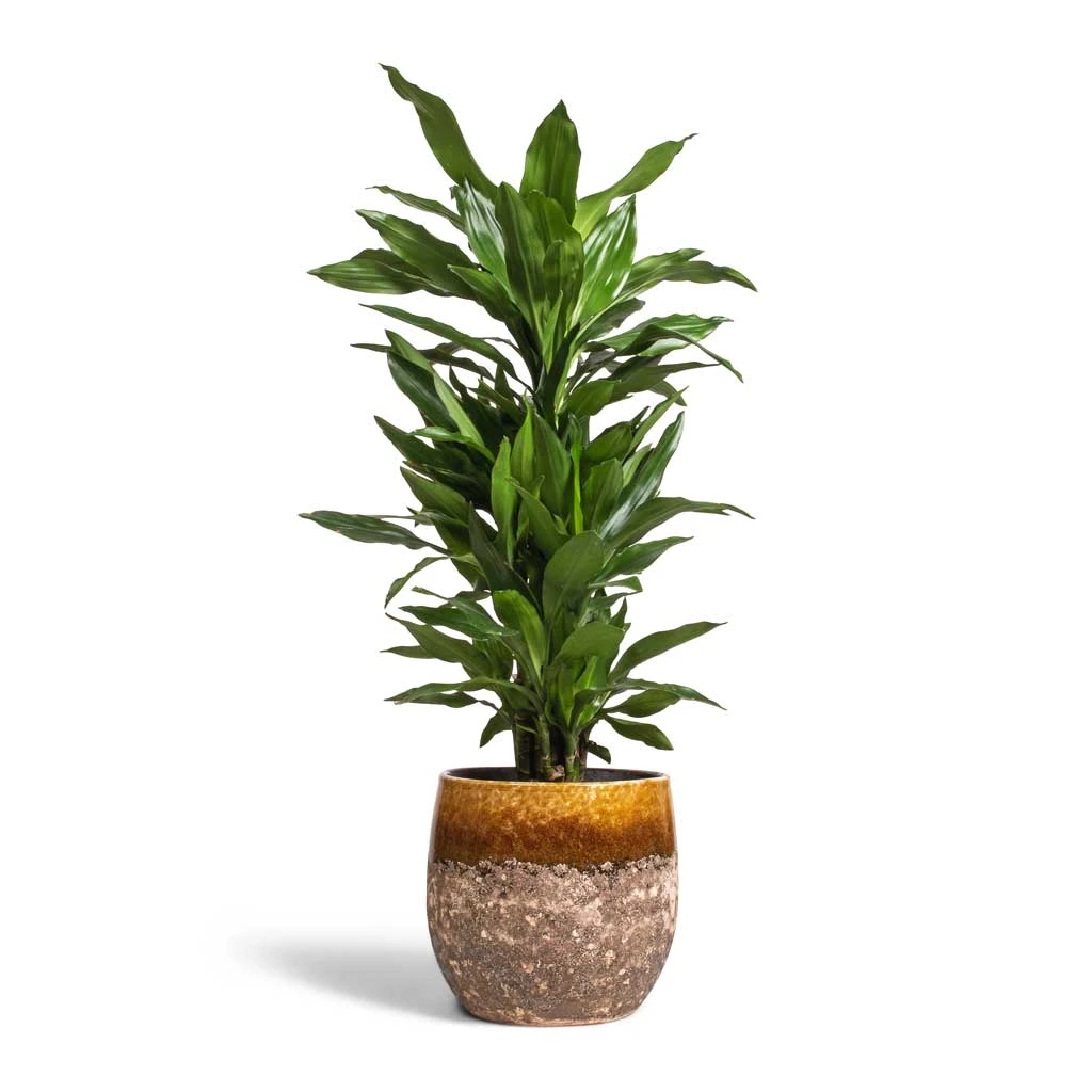 Lindy Plant Pot - Ochre 16 Lindy Plant Pot - Ochre - Image 14