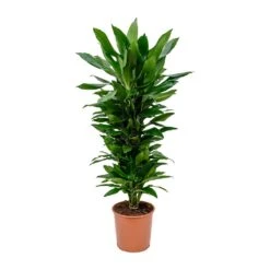 Dracaena Fragrans Janet Lind - Branched 21 Dracaena Fragrans Janet Lind - Branched -Plant Promotion Store Dracaena fragrans Janet Lind Branched 27x110cm