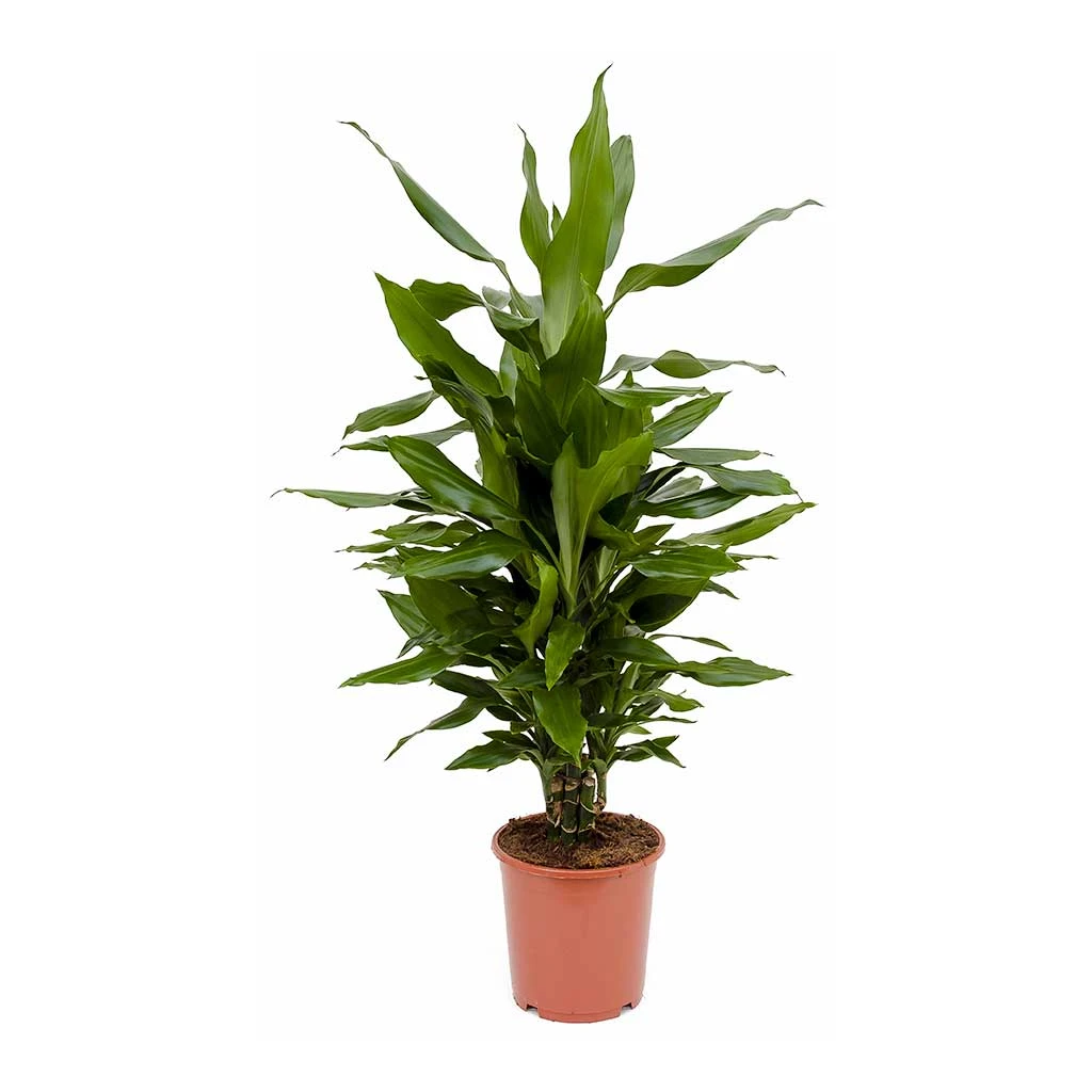 Dracaena Fragrans Janet Lind - Branched 8 Dracaena Fragrans Janet Lind - Branched - Image 6