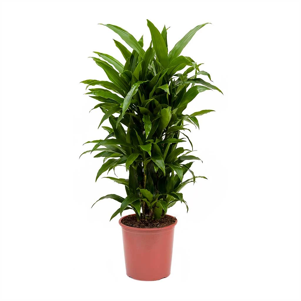 Dracaena Fragrans Janet Craig - Branched 4 Dracaena Fragrans Janet Craig - Branched - Image 2