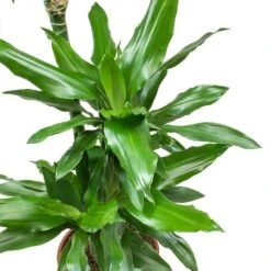 Dracaena Janet Lind - Multi Stem - HydroCare 13 Dracaena Janet Lind - Multi Stem - HydroCare -Plant Promotion Store Dracaena fragrans Janet Lind Leaves 5d10cff4 ae5a 4e39 b544 5927162c5a88