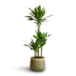 Dracaena Fragrans Janet Lind - Multi Stem -Plant Promotion Store Dracaena fragrans Janet Lind Multi Stem 21x100 Iris Plant Pot Mint 26x21cm