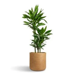 Dune Cylinder Planter - Almond -Plant Promotion Store Dracaena fragrans Janet Lind Multi Stem 21x110cm 3 stems Dune Cylinder Planter Almond 38x37cm