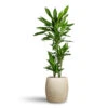 Dracaena Fragrans Janet Lind - Multi Stem -Plant Promotion Store Dracaena fragrans Janet Lind Multi Stem 21x110cm 3 stems Grigio Modern Planter Antique White Concrete 34x34cm