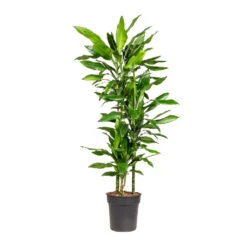 Dracaena Fragrans Janet Lind - Multi Stem -Plant Promotion Store Dracaena fragrans Janet Lind Multi Stem 21x110cm 3 stems