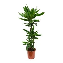 Dracaena Fragrans Janet Lind - Multi Stem -Plant Promotion Store Dracaena fragrans Janet Lind Multi Stem