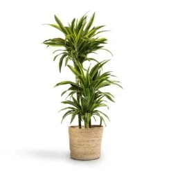 Dracaena Fragrans Lemon Lime - Multi Stem 35 Dracaena Fragrans Lemon Lime - Multi Stem -Plant Promotion Store Dracaena fragrans Lemon Lime 3MultiStem 24x140cm Selin Plant Basket Jute 30x26cm