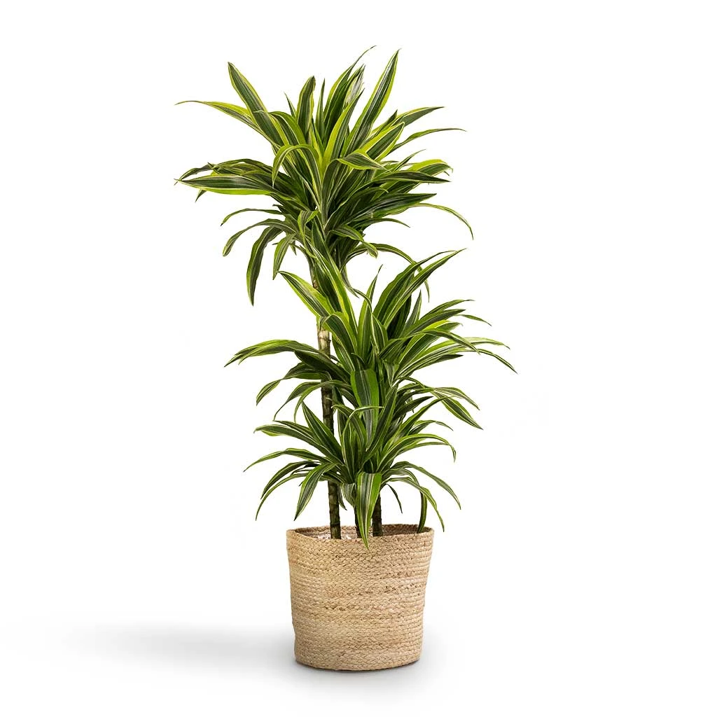 Dracaena Fragrans Lemon Lime - Multi Stem 16 Dracaena Fragrans Lemon Lime - Multi Stem - Image 14