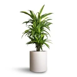 Max Refined Planter - Natural White 20 Max Refined Planter - Natural White -Plant Promotion Store Dracaena fragrans Lemon Lime Branched 21x70cm Max Refined Planter Natural White 29x29.5cm e3b1c807 5a5b 4e62 8c50 43b66461678b