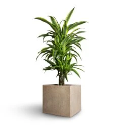 Dracaena Fragrans Lemon Lime - Branched -Plant Promotion Store Dracaena fragrans Lemon Lime Branched 21x70cm Raindrop Cube Planter Stone 30x30x27cm