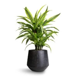 Dracaena Fragrans Lemon Lime - Branched -Plant Promotion Store Dracaena fragrans Lemon Lime Branched 21x70cm Raindrop Tube Round Planter Anthracite