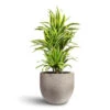 Dracaena Fragrans Lemon Lime - Branched 2 Dracaena Fragrans Lemon Lime - Branched -Plant Promotion Store Dracaena fragrans Lemon Lime Branched 24x90cm Grigio New Egg Pot Planter Natural Concrete 36x31cm