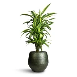 Noor Plant Pot - Velvet Green 30 Noor Plant Pot - Velvet Green -Plant Promotion Store Dracaena fragrans Lemon Lime Branched 24x90cm Noor Plant Pot Velvet Green 33x30cm 912c4454 ba78 4907 a5e2 20b453a69ca7