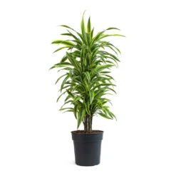 Dracaena Fragrans Lemon Lime - Branched -Plant Promotion Store Dracaena fragrans Lemon Lime Branched 27cm