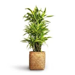 Dracaena Fragrans Lemon Lime - Branched -Plant Promotion Store Dracaena fragrans Lemon Lime Branched 27x110cm Zayn Bamboo Planter 31.5x33cm 2