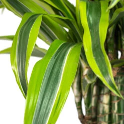 Plant Promotion Store -Plant Promotion Store Dracaena fragrans Lemon Lime Branched Close Up