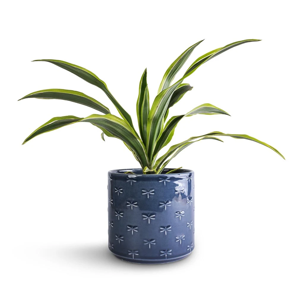 Arley Plant Pot - Blue Dragonfly 7 Arley Plant Pot - Blue Dragonfly - Image 5