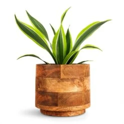 Dracaena Fragrans Lemon Lime - Head 24 Dracaena Fragrans Lemon Lime - Head -Plant Promotion Store Dracaena fragrans Lemon Lime Head 12x35cm Helle Plant Pot Natural 16x14cm