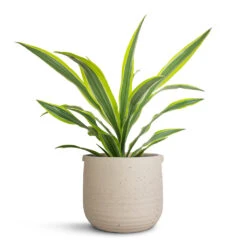 Dracaena Fragrans Lemon Lime - Head 28 Dracaena Fragrans Lemon Lime - Head -Plant Promotion Store Dracaena fragrans Lemon Lime Head 17x50cm Aurora Terrazzo Handle Plant Pot Oat 22x21cm