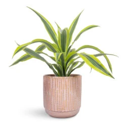 Cille Plant Pot - Vintage Pink -Plant Promotion Store Dracaena fragrans Lemon Lime Head 17x50cm Cille Plant Pot Vintage Pink 21x20cm 1