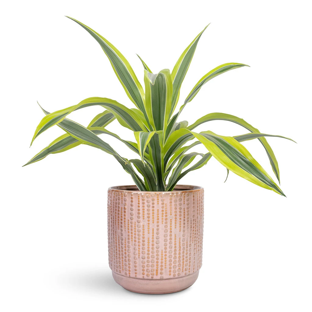 Dracaena Fragrans Lemon Lime - Head 3 Dracaena Fragrans Lemon Lime - Head