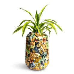 Dracaena Fragrans Lemon Lime - Head 23 Dracaena Fragrans Lemon Lime - Head -Plant Promotion Store Dracaena fragrans Lemon Lime Head 17x50cm Lammie Planter Berry Blue 30x42cm