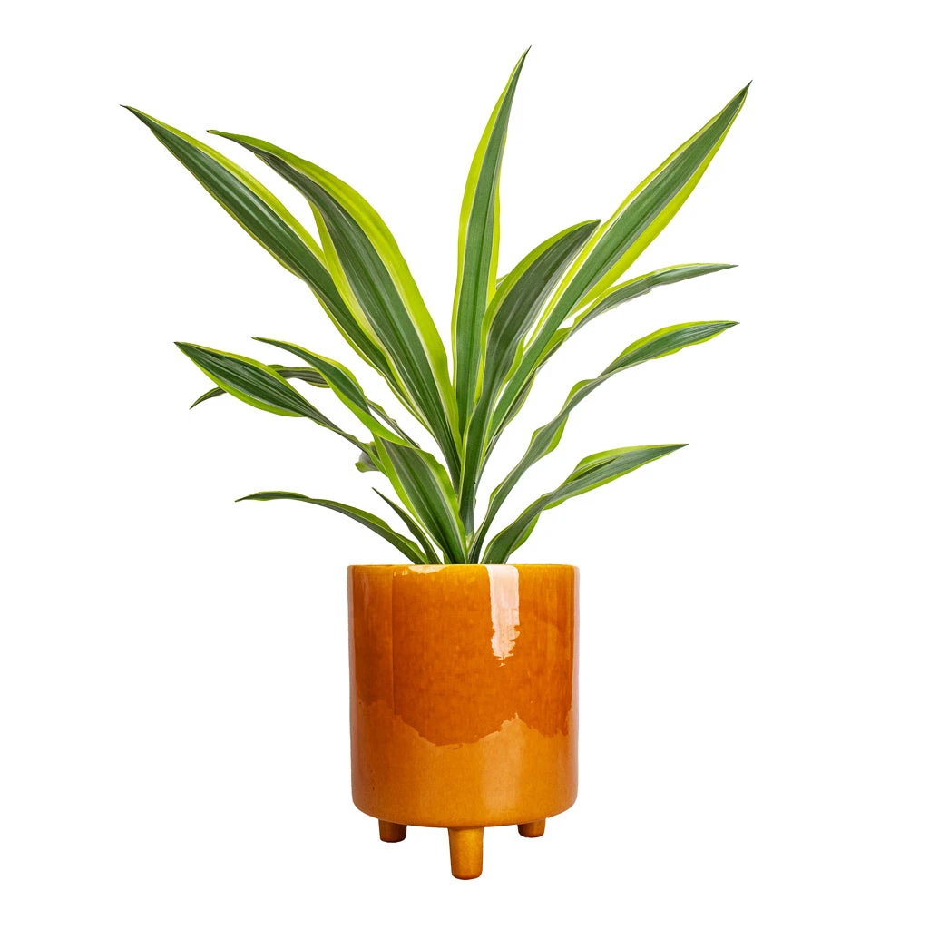 Pisa Plant Pot - Mustard 9 Pisa Plant Pot - Mustard - Image 7