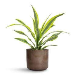 Dracaena Fragrans Lemon Lime - Head 20 Dracaena Fragrans Lemon Lime - Head -Plant Promotion Store Dracaena fragrans Lemon Lime Head 17x50cm Remmi Glaze Plant Pot Mocha 20x20cm f47c8ae6 ee3b 4689 89ec 80182e8fdf4e