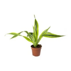 Dracaena Fragrans Lemon Lime - Head 25 Dracaena Fragrans Lemon Lime - Head -Plant Promotion Store Dracaena fragrans Lemon Lime Head