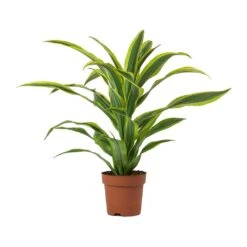 Dracaena Fragrans Lemon Lime - Head 19 Dracaena Fragrans Lemon Lime - Head -Plant Promotion Store Dracaena fragrans Lemon Lime Head Large