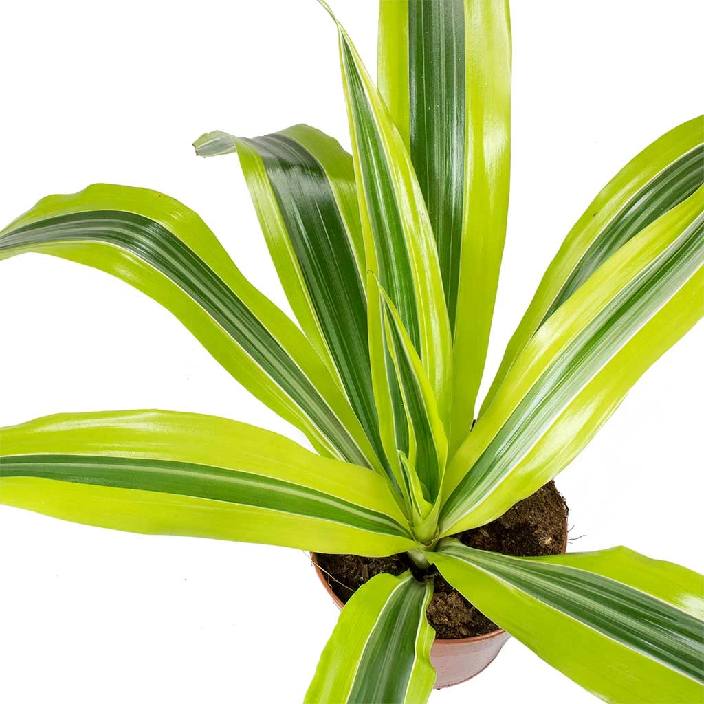 Dracaena Fragrans Lemon Lime - Head 13 Dracaena Fragrans Lemon Lime - Head - Image 11