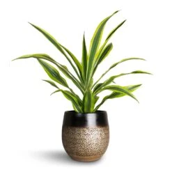 Dracaena Fragrans Lemon Lime - Head 21 Dracaena Fragrans Lemon Lime - Head -Plant Promotion Store Dracaena fragrans Lemon Lime Head Mya Plant Pot Deep Champagne