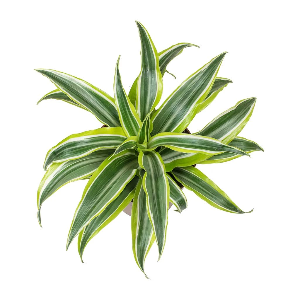 Dracaena Fragrans Lemon Lime - Head 5 Dracaena Fragrans Lemon Lime - Head - Image 3