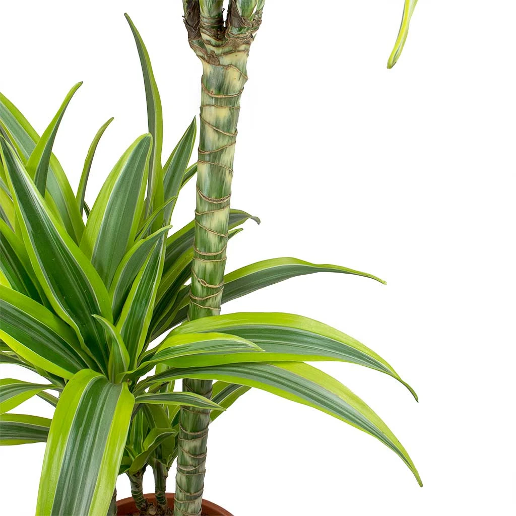 Dracaena Fragrans Lemon Lime - Multi Stem 6 Dracaena Fragrans Lemon Lime - Multi Stem - Image 4