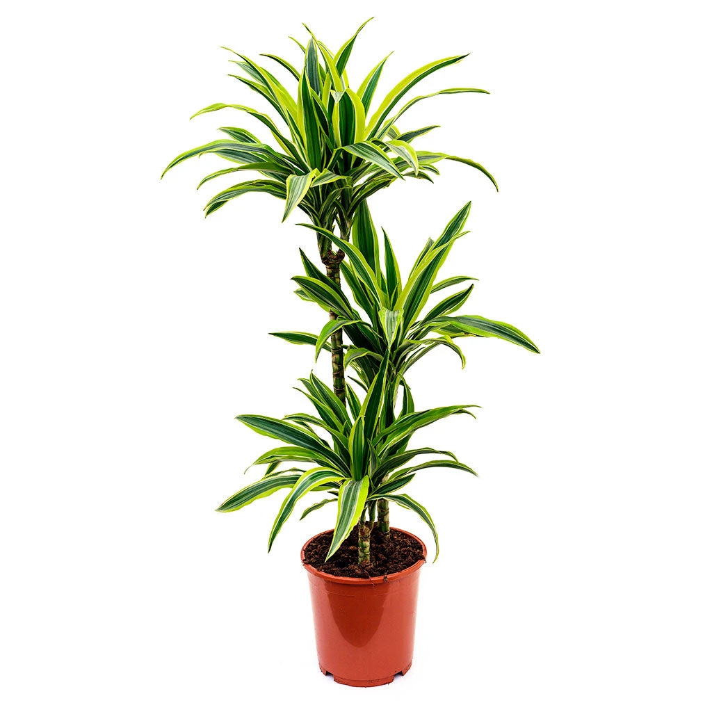 Dracaena Fragrans Lemon Lime - Multi Stem 22 Dracaena Fragrans Lemon Lime - Multi Stem - Image 20