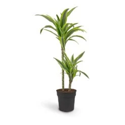 Dracaena Fragrans Lemon Lime - Multi Stem 24 Dracaena Fragrans Lemon Lime - Multi Stem -Plant Promotion Store Dracaena fragrans Lemon Lime Multi Stem 19 x 100cm 2 stems