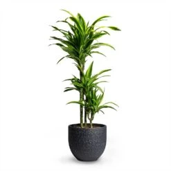 Dracaena Fragrans Lemon Lime - Multi Stem 26 Dracaena Fragrans Lemon Lime - Multi Stem -Plant Promotion Store Dracaena fragrans Lemon Lime Multi Stem 21x100cm 3 stems Rinca Plant Pot Shiny Black 29x26cm