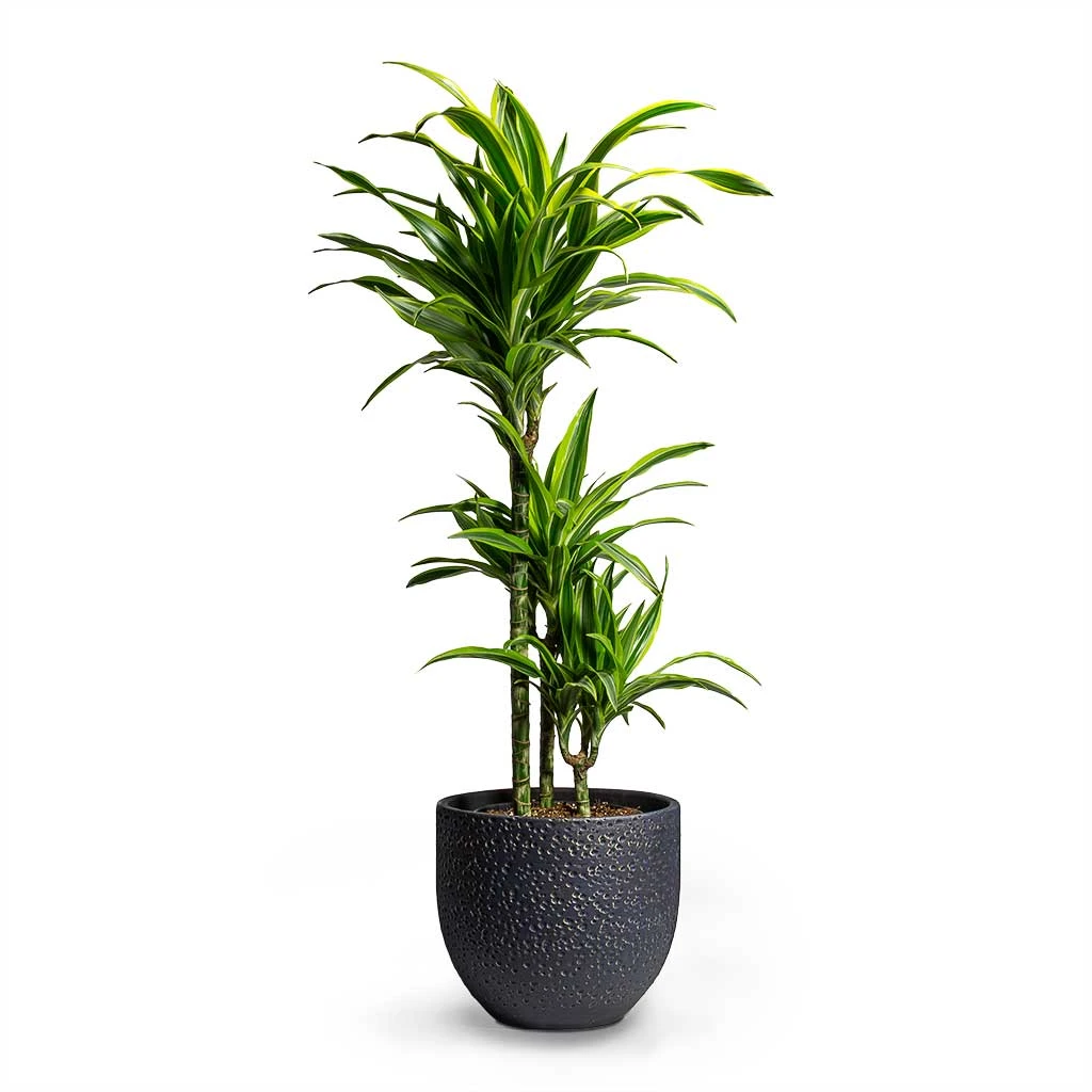 Dracaena Fragrans Lemon Lime - Multi Stem 7 Dracaena Fragrans Lemon Lime - Multi Stem - Image 5