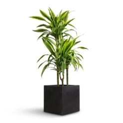 Dracaena Fragrans Lemon Lime - Multi Stem 29 Dracaena Fragrans Lemon Lime - Multi Stem -Plant Promotion Store Dracaena fragrans Lemon Lime Multi Stem 21x100cm 3 stems Grigio Cube Planter Anthracite Concrete 30x30x30cm efef6ae2 f868 4823 a959 39d95d529794
