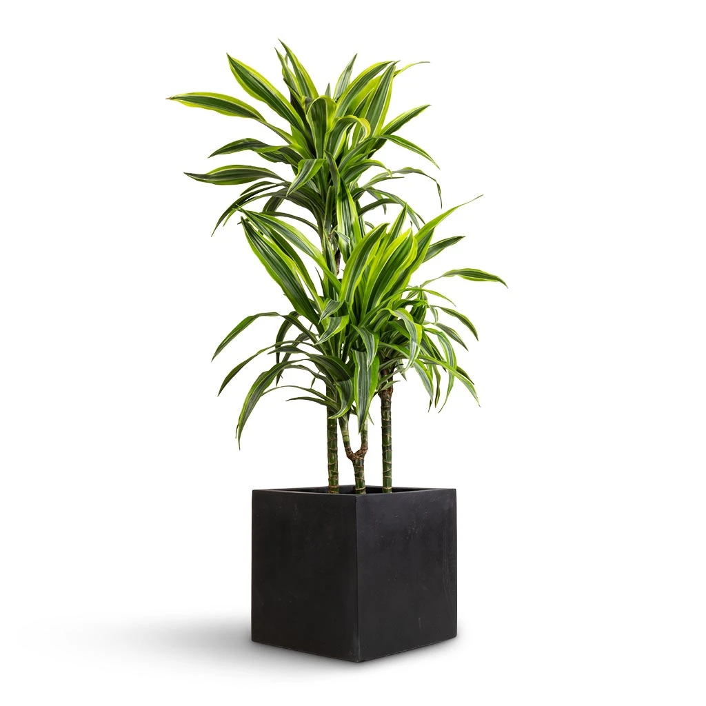 Dracaena Fragrans Lemon Lime - Multi Stem 10 Dracaena Fragrans Lemon Lime - Multi Stem - Image 8