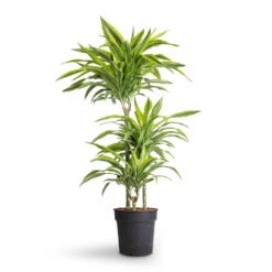 Dracaena Fragrans Lemon Lime - Multi Stem 27 Dracaena Fragrans Lemon Lime - Multi Stem -Plant Promotion Store Dracaena fragrans Lemon Lime Multi Stem 21x120cm 3stems