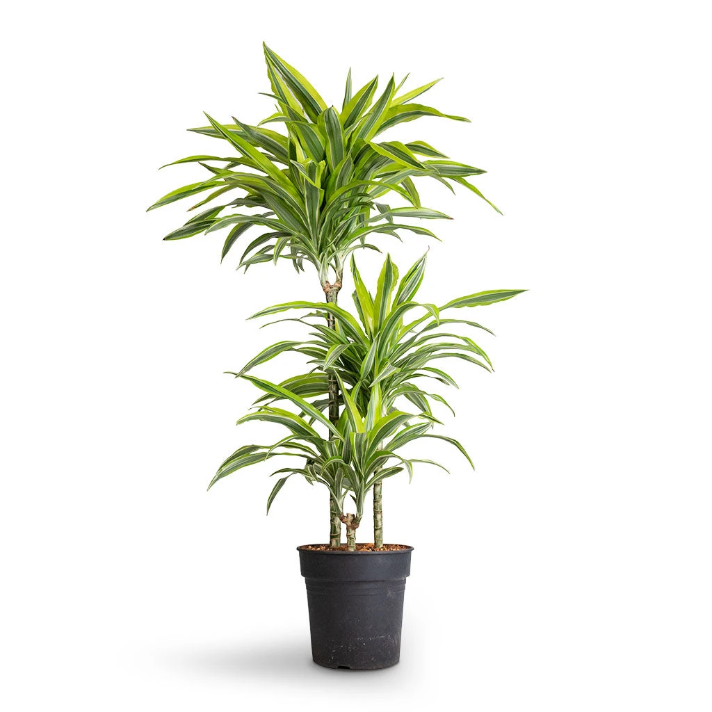 Dracaena Fragrans Lemon Lime - Multi Stem 8 Dracaena Fragrans Lemon Lime - Multi Stem - Image 6