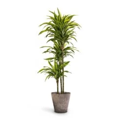 Claire Artstone Plant Pot - Grey 17 Claire Artstone Plant Pot - Grey -Plant Promotion Store Dracaena fragrans Lemon Lime Multi Stem 24 x 140cm Claire Artstone Plant Pot Grey 32x29cm 6ec02213 42df 4277 8f9f 6a902fac09ce