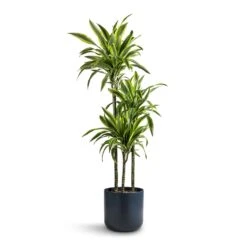Dracaena Fragrans Lemon Lime - Multi Stem 39 Dracaena Fragrans Lemon Lime - Multi Stem -Plant Promotion Store Dracaena fragrans Lemon Lime Multi Stem 24x140cm 3 stems Lisbon Plant Pot Navy 26x26cm
