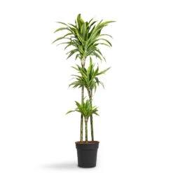 Dracaena Fragrans Lemon Lime - Multi Stem 31 Dracaena Fragrans Lemon Lime - Multi Stem -Plant Promotion Store Dracaena fragrans Lemon Lime Multi Stem 24x140cm 3stems 1