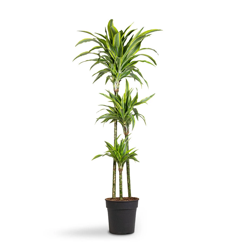 Dracaena Fragrans Lemon Lime - Multi Stem 12 Dracaena Fragrans Lemon Lime - Multi Stem - Image 10