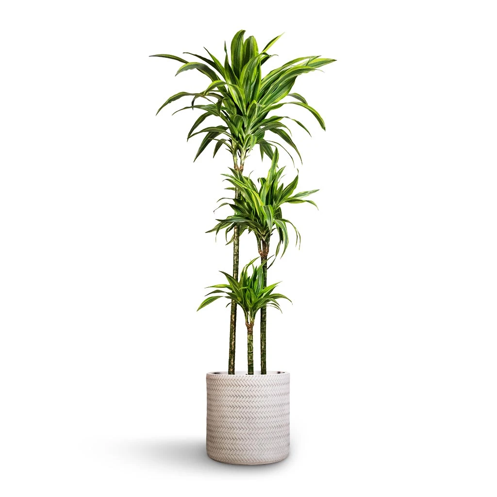 Dracaena Fragrans Lemon Lime - Multi Stem 19 Dracaena Fragrans Lemon Lime - Multi Stem - Image 17