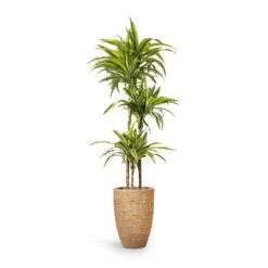 Ben Plant Pot - Straw Grass 19 Ben Plant Pot - Straw Grass -Plant Promotion Store Dracaena fragrans Lemon Lime Multi Stem 24x140cm 3stems Ben Plant Pot Straw Grass 30x41cm