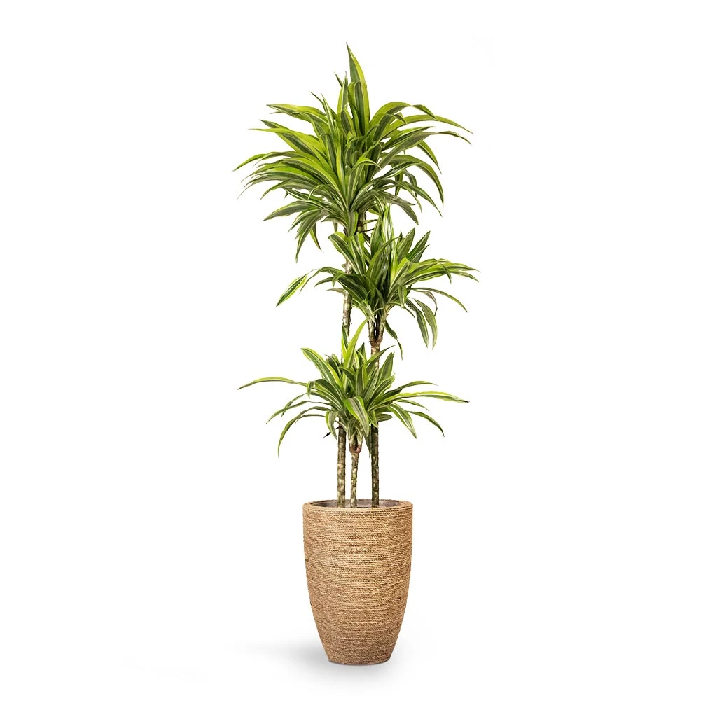 Dracaena Fragrans Lemon Lime - Multi Stem 3 Dracaena Fragrans Lemon Lime - Multi Stem