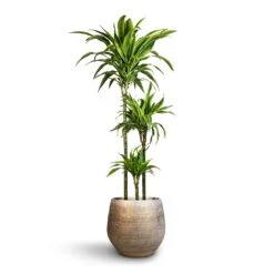 Dracaena Fragrans Lemon Lime - Multi Stem 36 Dracaena Fragrans Lemon Lime - Multi Stem -Plant Promotion Store Dracaena fragrans Lemon Lime Multi Stem 24x140cm 3stems Noor Plant Pot Metallic Grey 36x33cm 2
